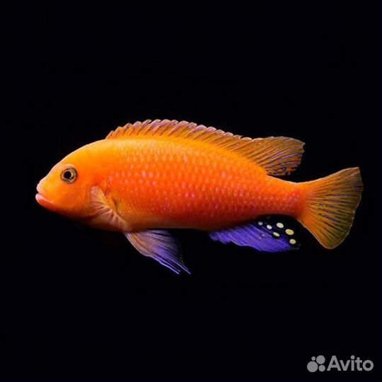 Цихлида Псевдотрофеус Красная зебра (Maylandia ze