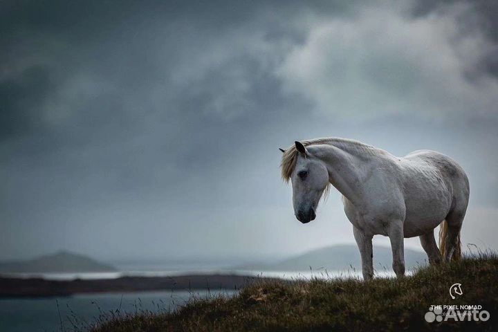 Конский навоз