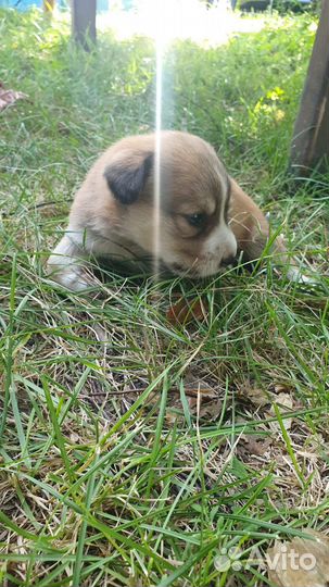 Щенки девочки помесь