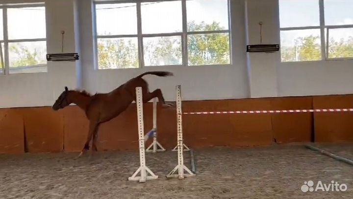 Ахалтекиненская кобыла и полукровный жеребец