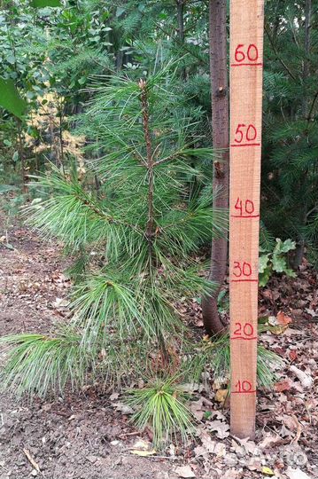 Саженцы сибирского кедра и пихты