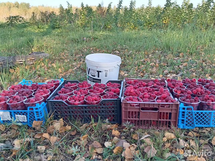 Саженцы малины