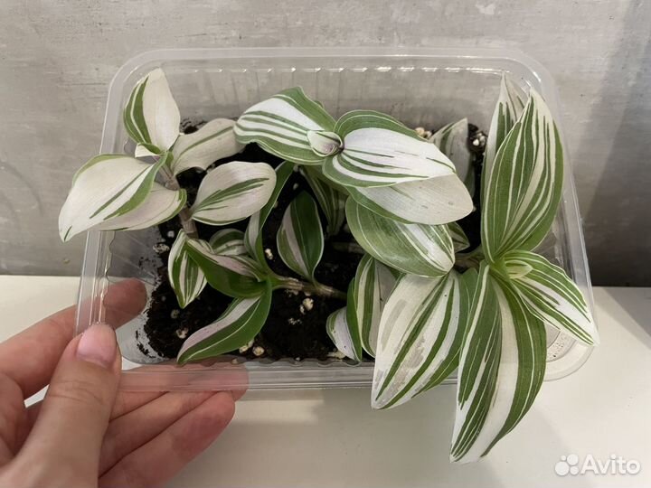 Традесканция вариегатная Альбифлора