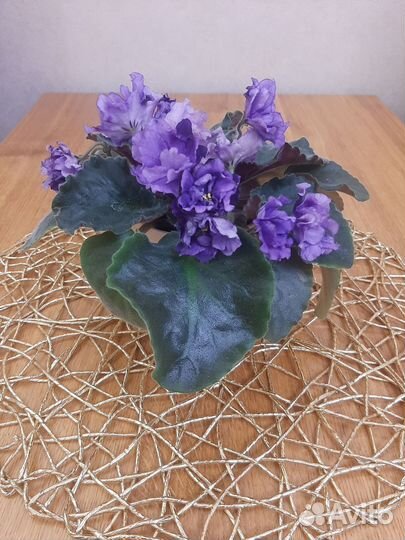 Цветы фиалки