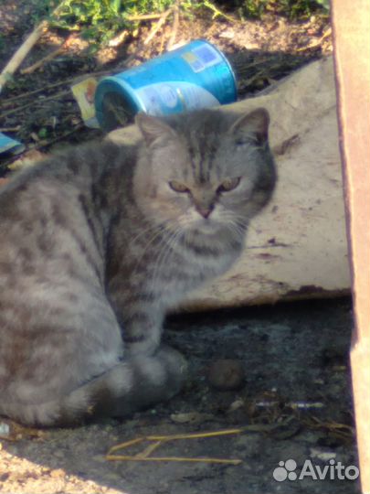 Котик ищет дом