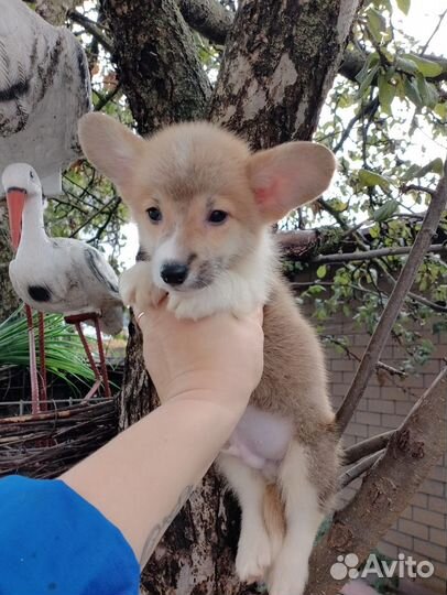 Малыши корги