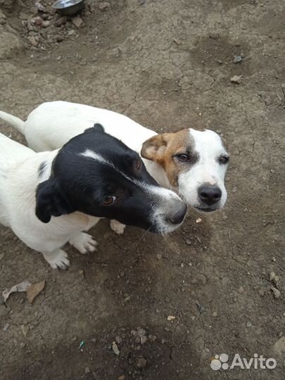 Отдам в добрые руки