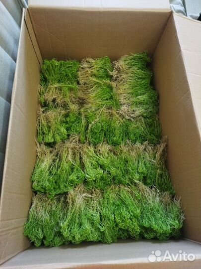 Мох сфагнум свежий сбор