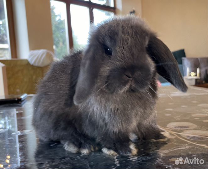 Декоративные кролики