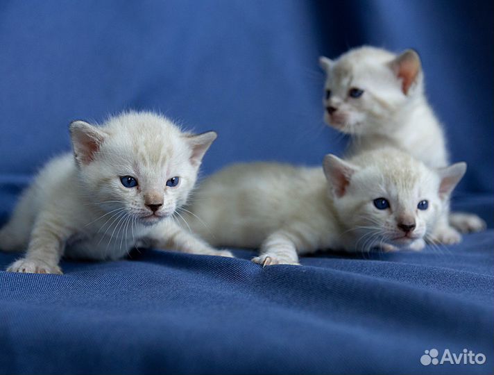 Котята манчкин генетта
