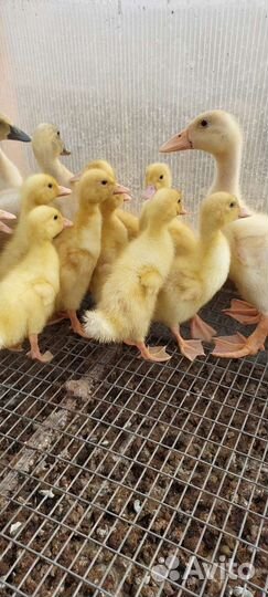Утки,утята цыплята, гусята