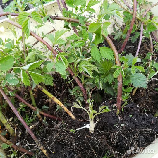 Чёрная малина кумберленд