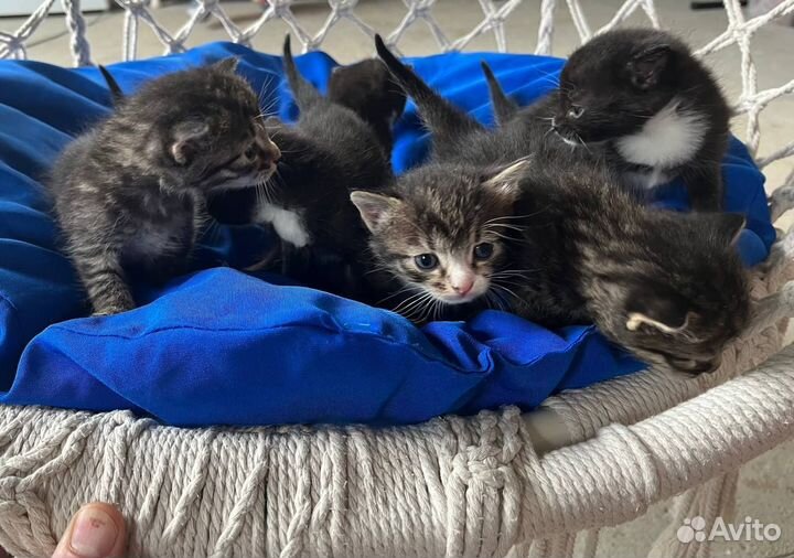 Котята в добрые руки