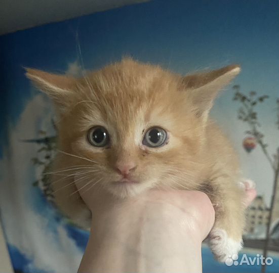 Котик в добрые руки