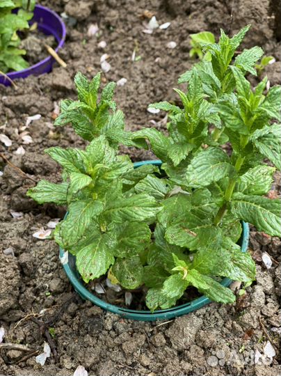 Мята крымская