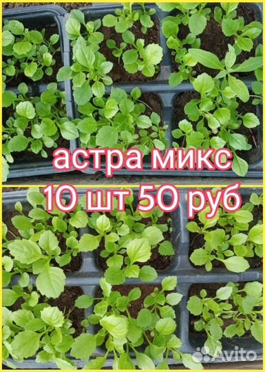 Рассада цветов астра
