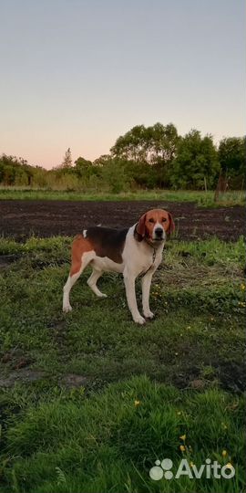 Русская пегая гончая