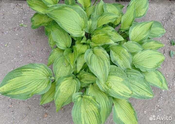 Хоста сортовая и аллиум