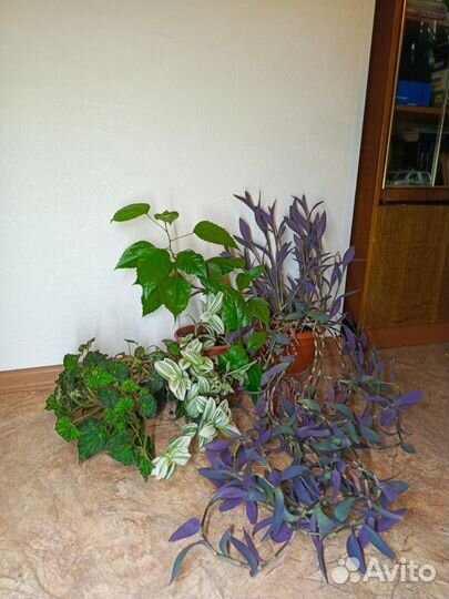 Комнатные цветы большие