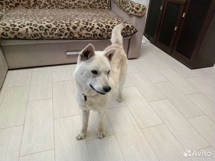 Красотка Ласка, стерилизована