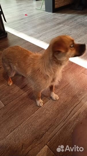 Девочка, помесь пекинеса, ласковая, в добрые руки