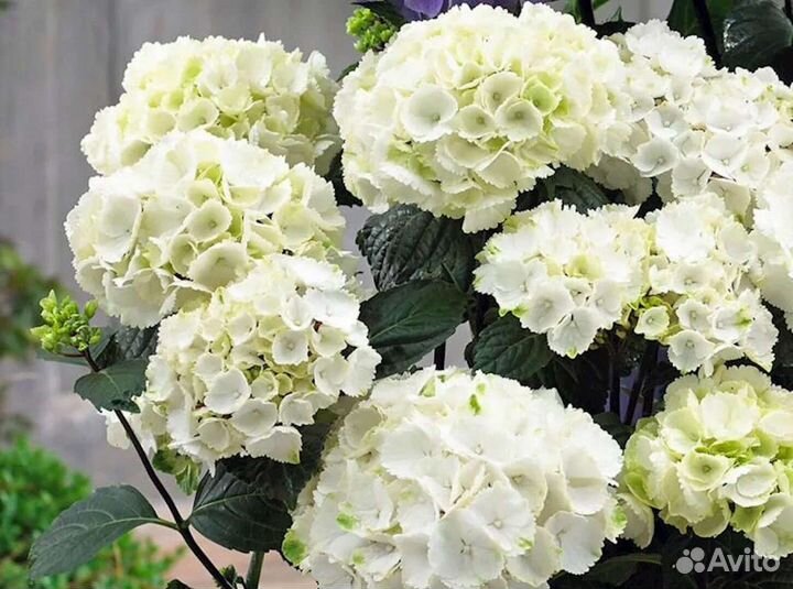 Гортензия крупнолистная в горшке