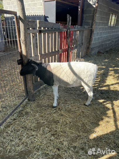 Баран дорпер