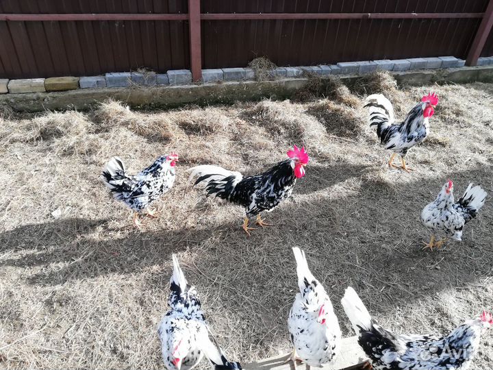 Леггорн пятнистый Яйцо инкубационное