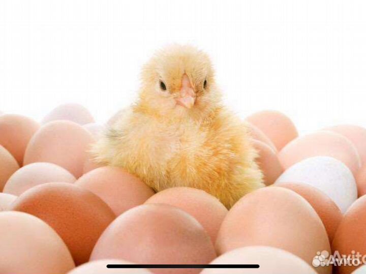 Инкубатор для яиц на 36шт