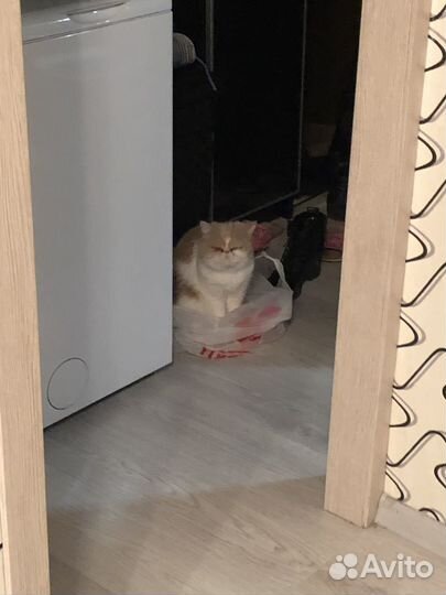 Экзотическая кошка