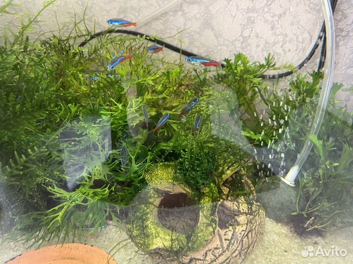 Аквариум польский, полный комплект, 55 литров