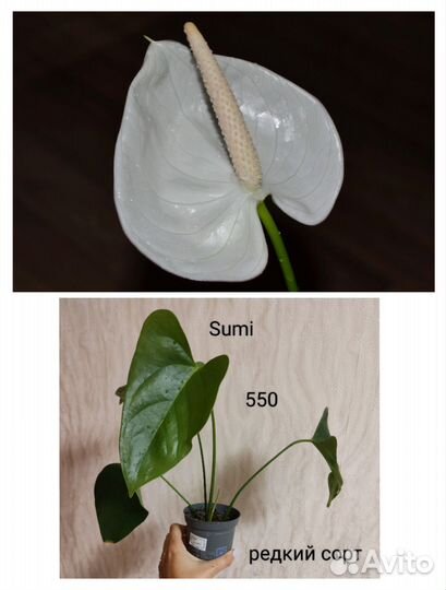 Антуриумы сортовые (мужское счастье)