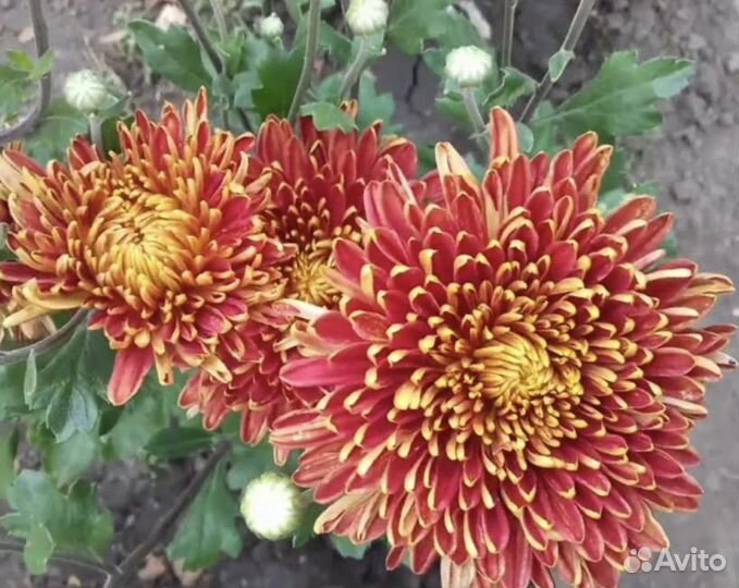 Хризантема корейская шапка мономаха