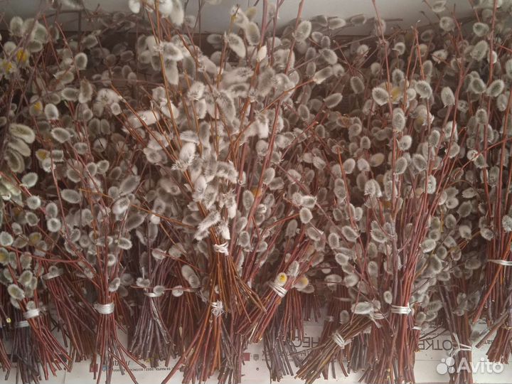 Продам вербу