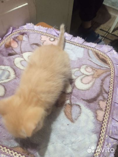 Котёнок мальчик в добрые руки