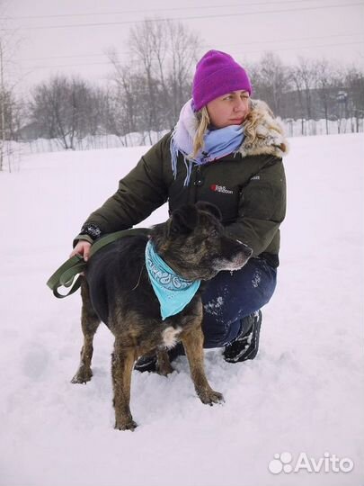 Баллин - Взрослая собака нуждается в хозяине