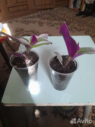 Традесканция нанук