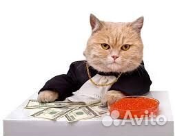 Ассистент на контроль сроков годности мороженного