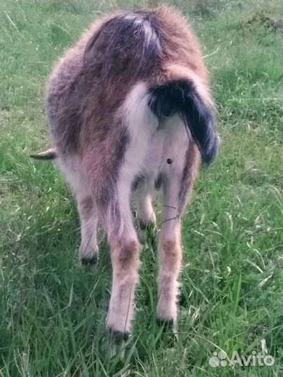 Продам дойных коз