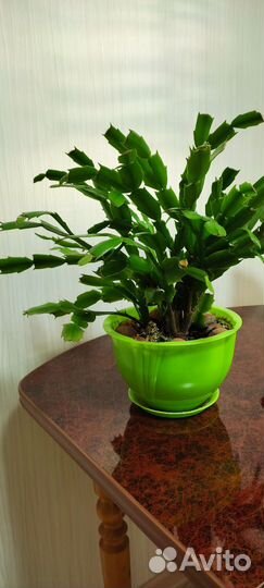 Цветок декабрист