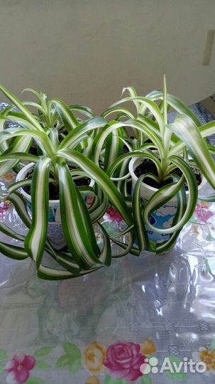 Хлорофитум в ассортименте
