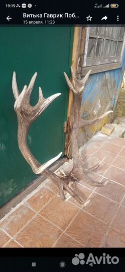 Продам рога оленя