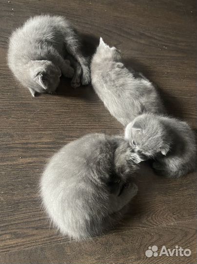 Шотландские котята