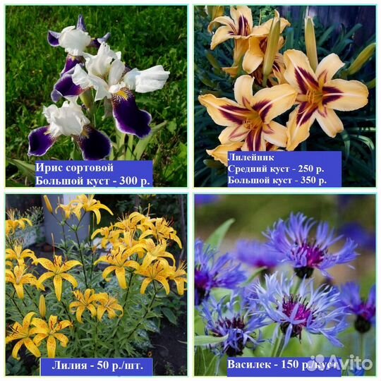 Садовые многолетние растения