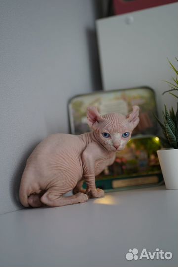 Котята сфинкс эльф