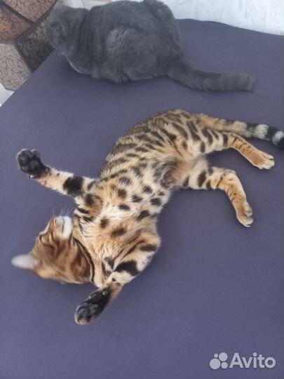 Бенгальская кошка бесплатно