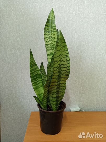 Сансевиерия