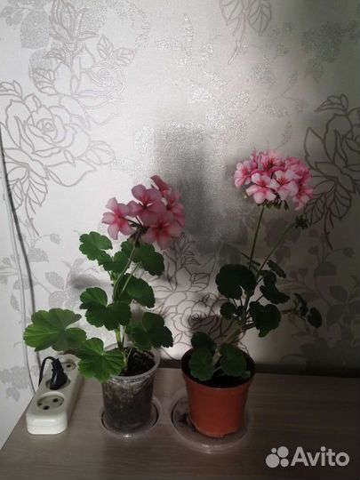 Пеларгония