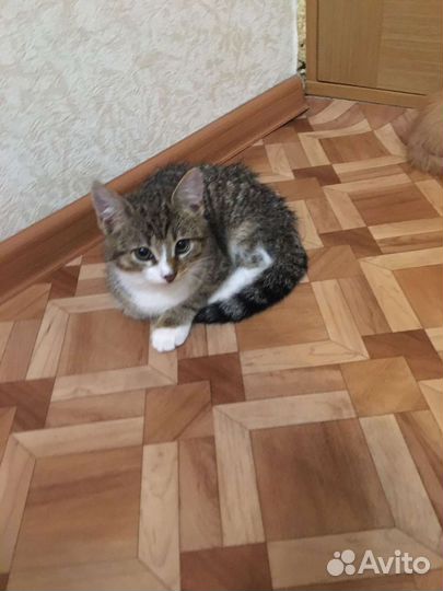 Котик ищет дом