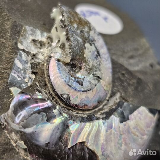 Окаменелость аммонит Aconeceras перламутровый